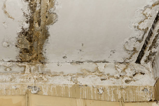 Best Industrial Mold Remediation  in Zionsville, IN