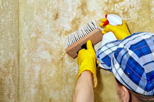 Best Residential Mold Inspection & Testing  in Zionsville, IN